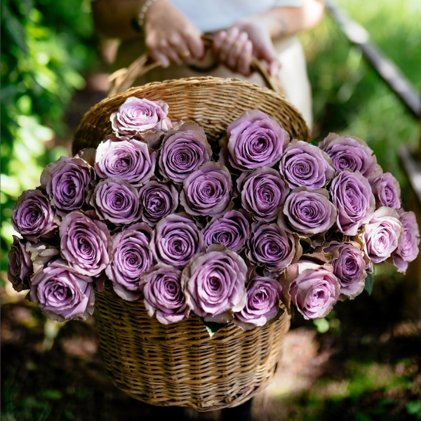 Exquisite Long Stem Roses [Bank of America Exclusive]