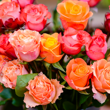 Exquisite Long Stem Roses [Newsletter Exclusive]
