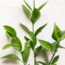 Ruscus greenery against a white background
