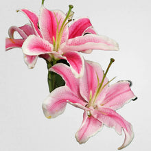 Elegant Lilies (Addon)
