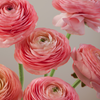 Pink Ranunculus